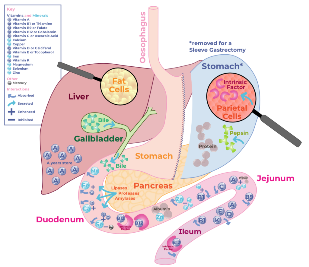 Absorption Infographic Enlighten Nutrition